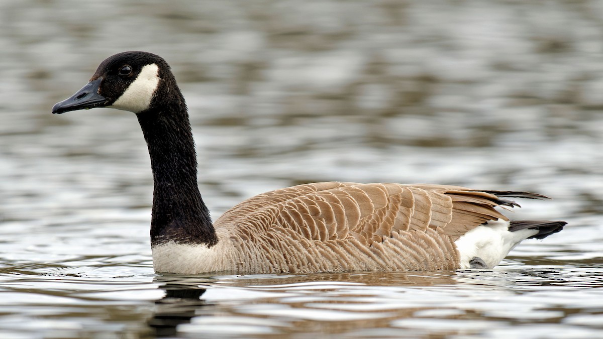 Canada Goose - ML616905255