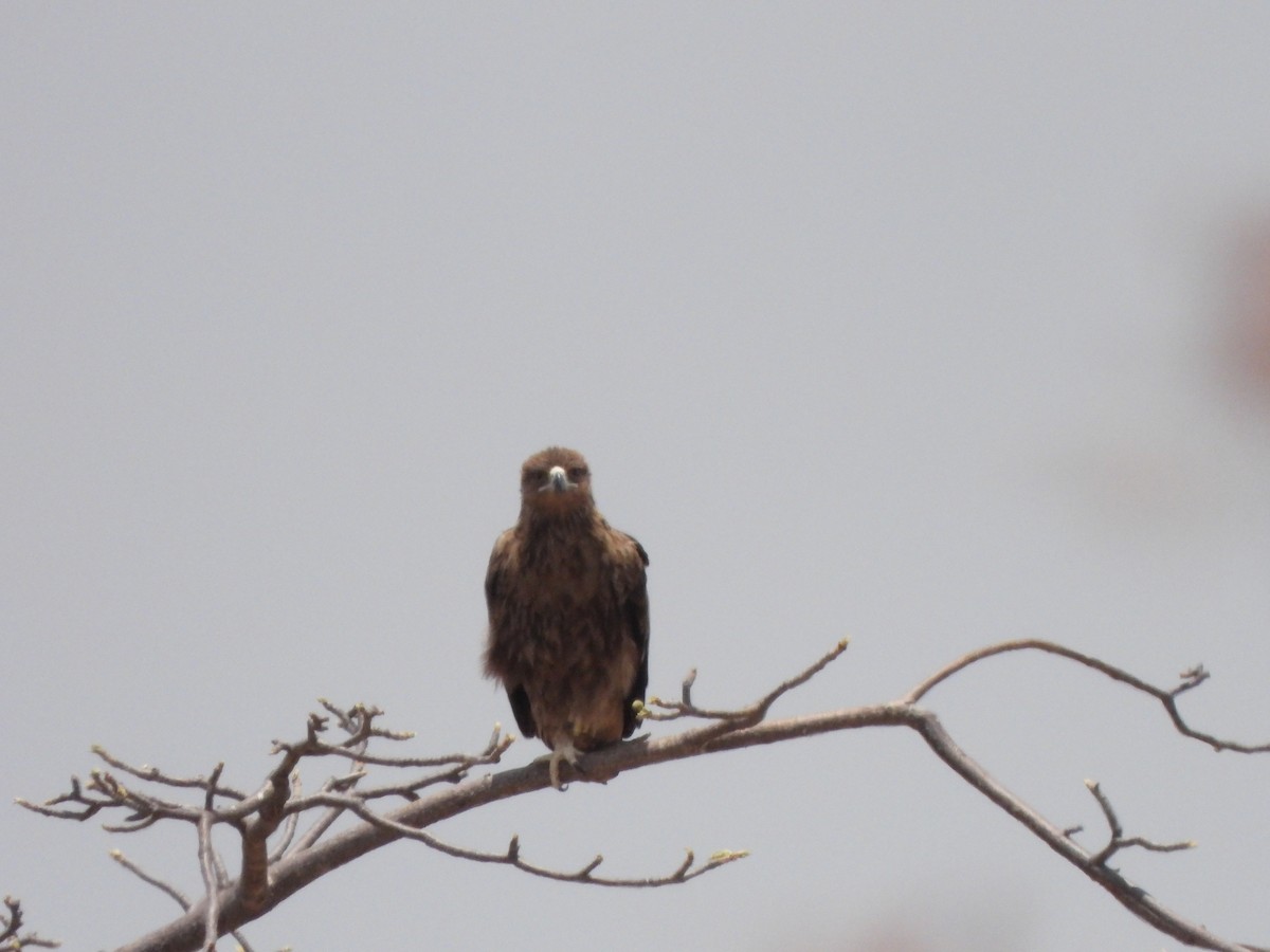 Tawny Eagle - ML616905271