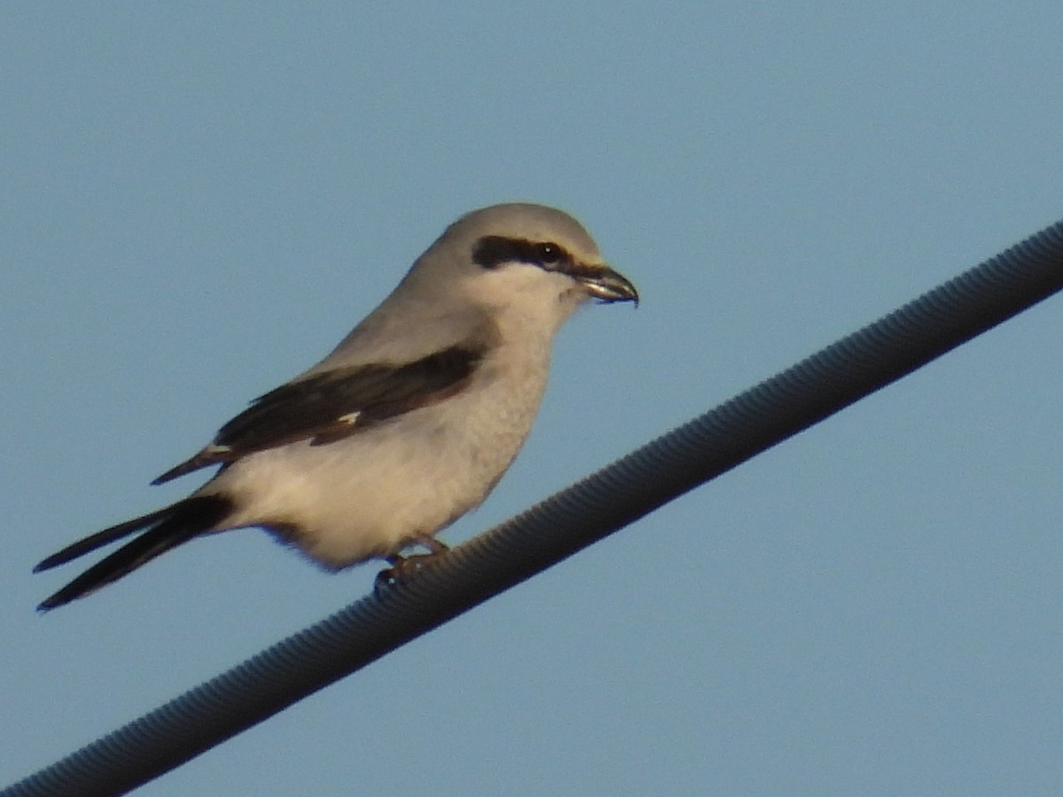 Northern Shrike - ML616905273