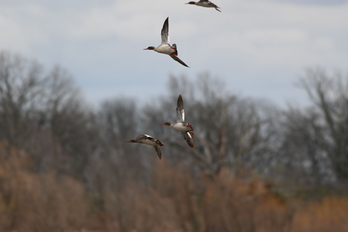 Red-breasted Merganser - ML616905275