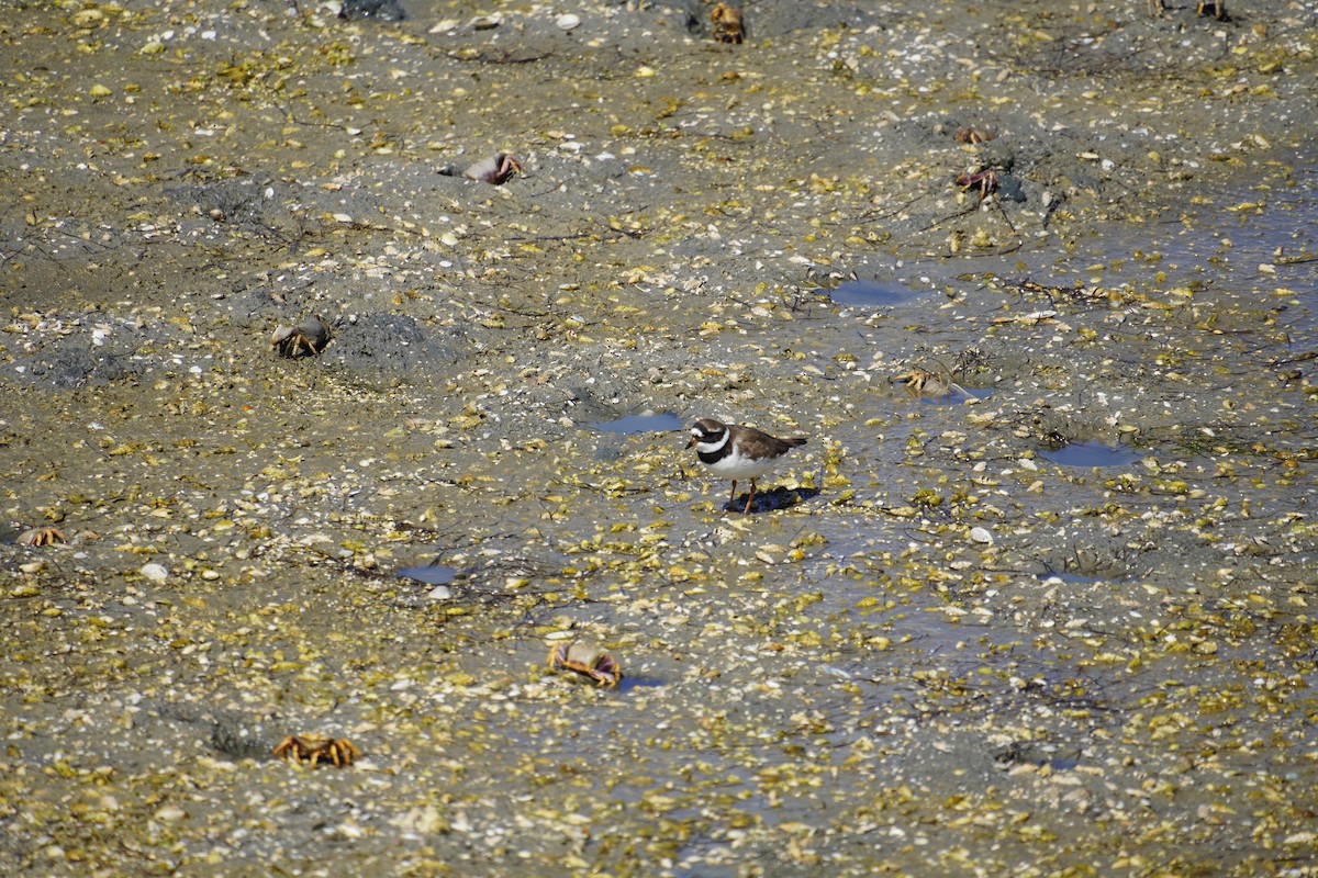 Common Ringed Plover - Nadège Langet