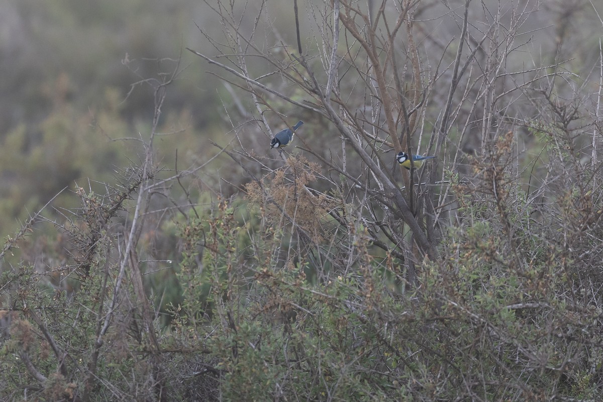 African Blue Tit - ML616905304