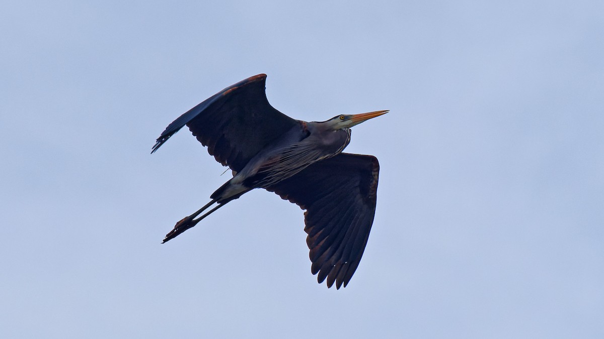 Great Blue Heron - ML616905312