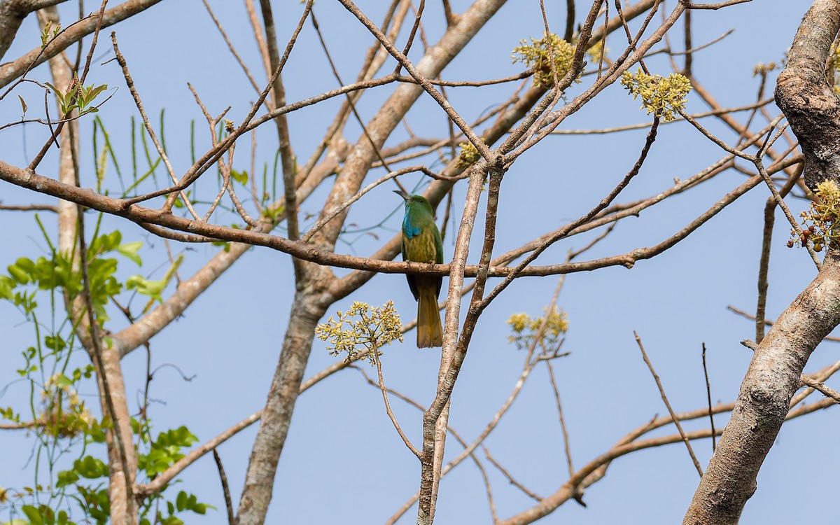 Blue-bearded Bee-eater - ML616905319