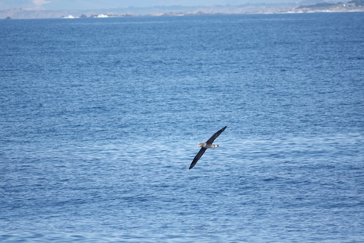 Albatros à pieds noirs - ML616905322