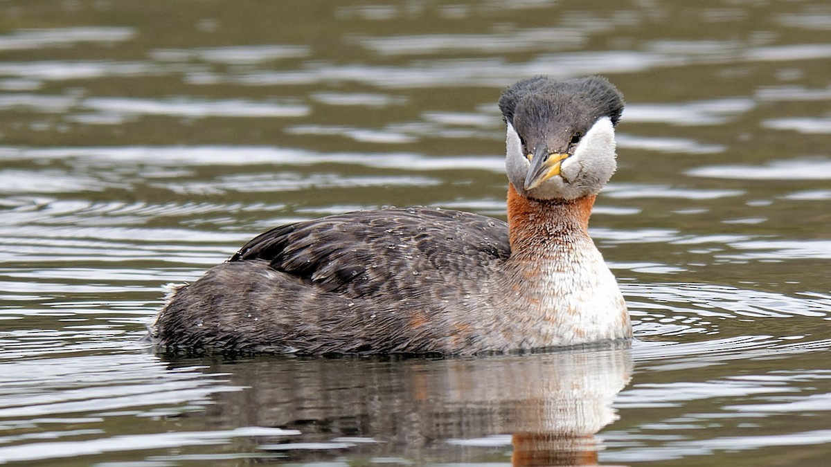 Red-necked Grebe - ML616905324