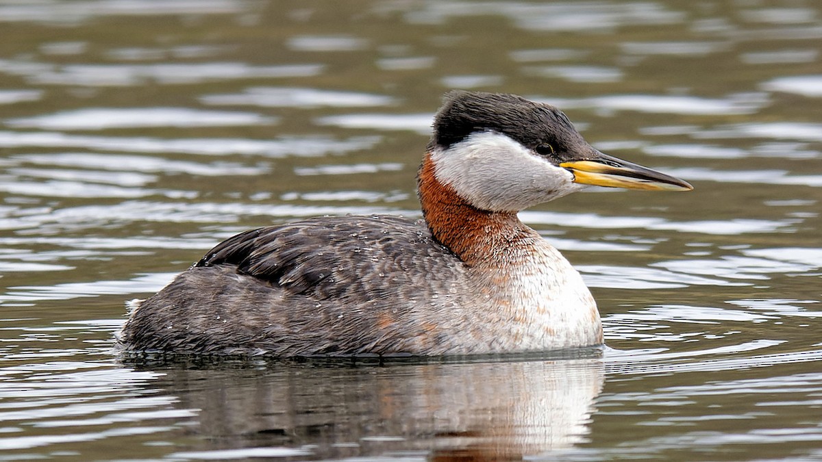 Red-necked Grebe - ML616905325