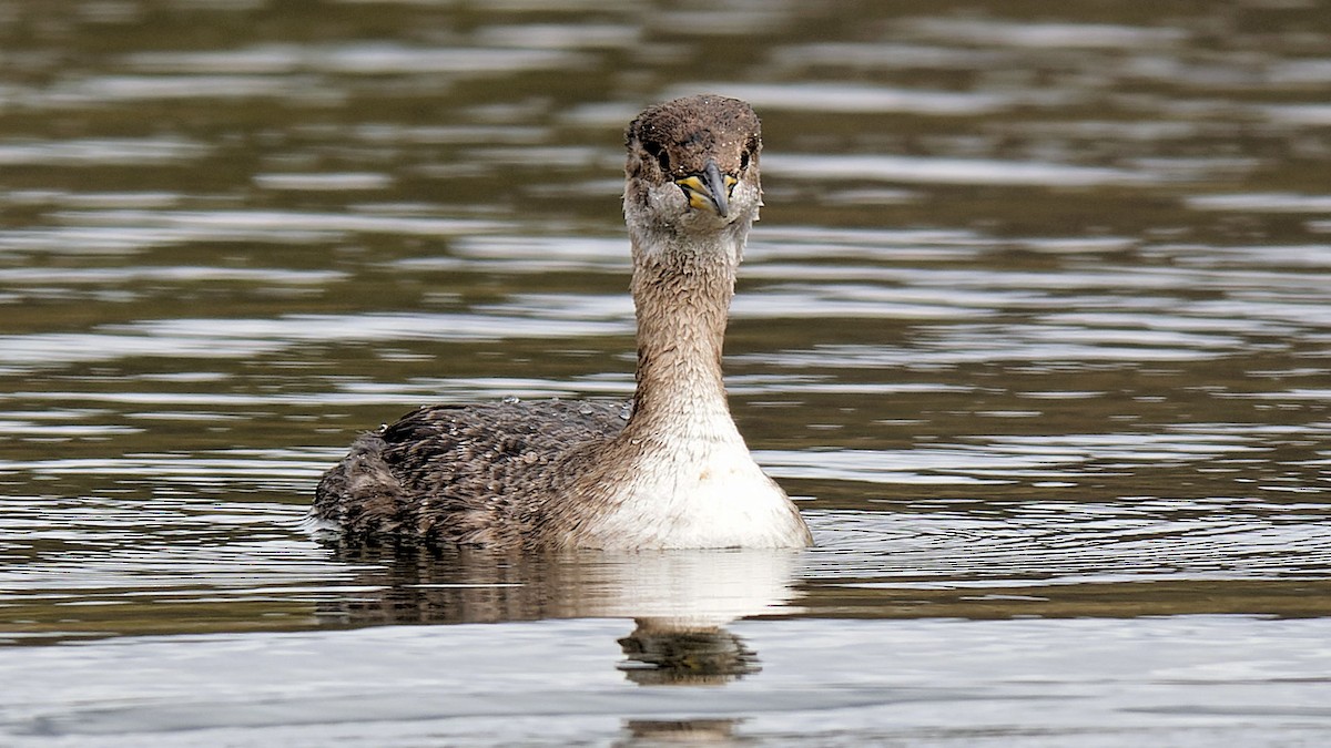 Red-necked Grebe - ML616905327