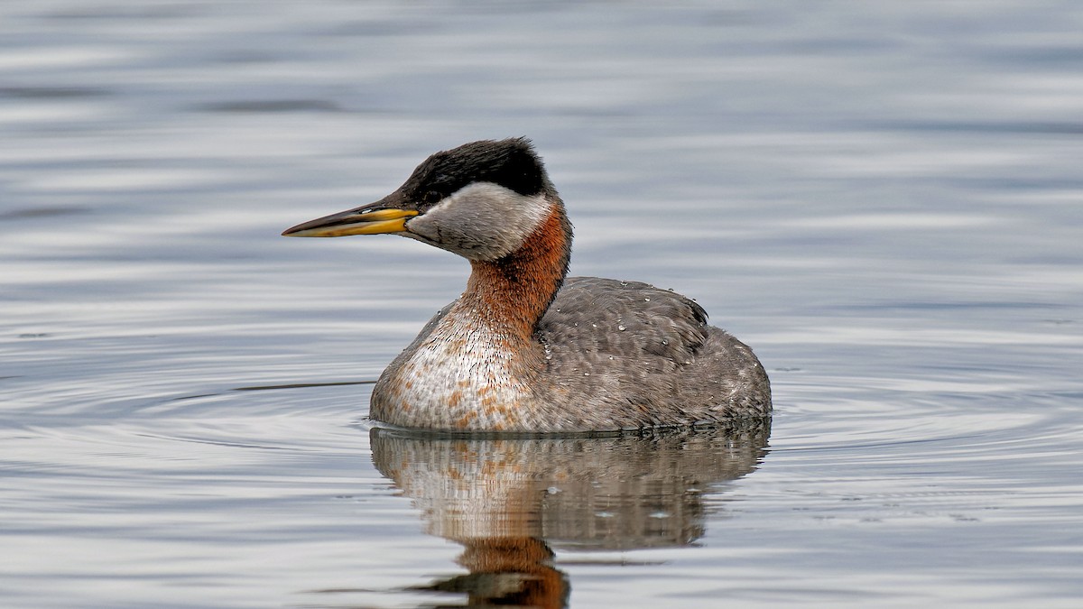 Red-necked Grebe - ML616905330