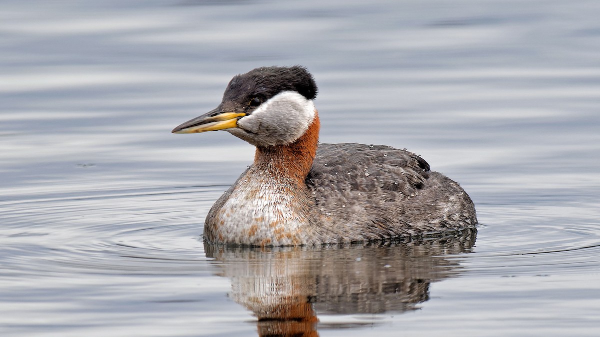 Red-necked Grebe - ML616905331