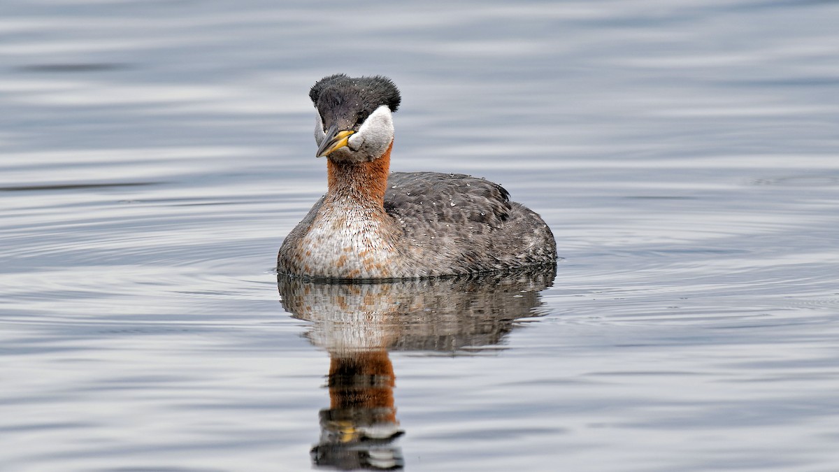 Red-necked Grebe - ML616905332