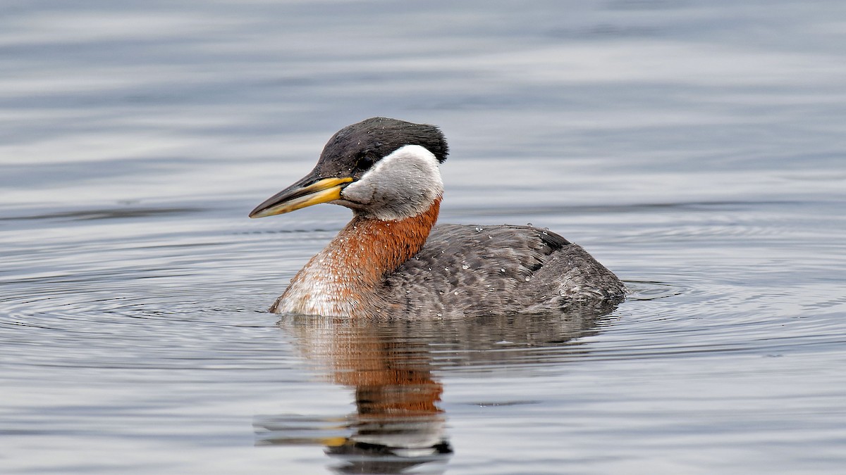 Red-necked Grebe - ML616905333