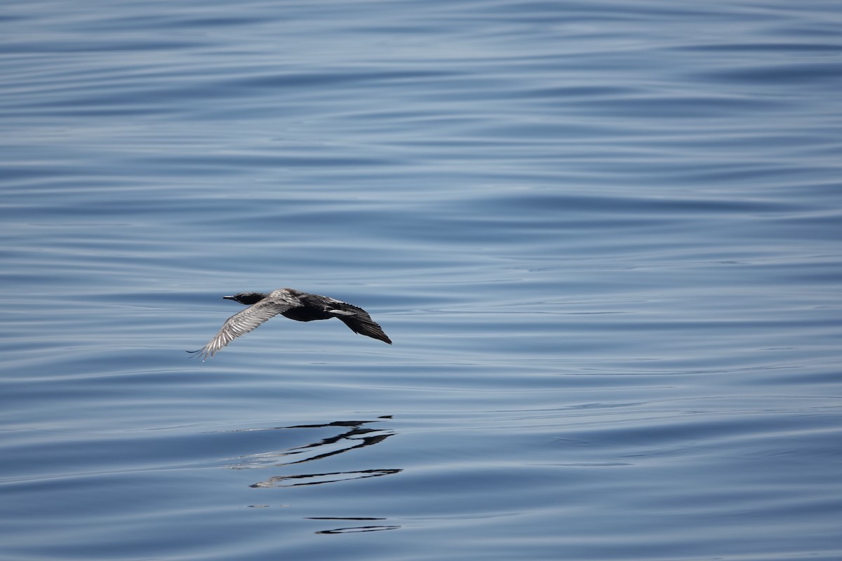 Brandt's Cormorant - ML616905336