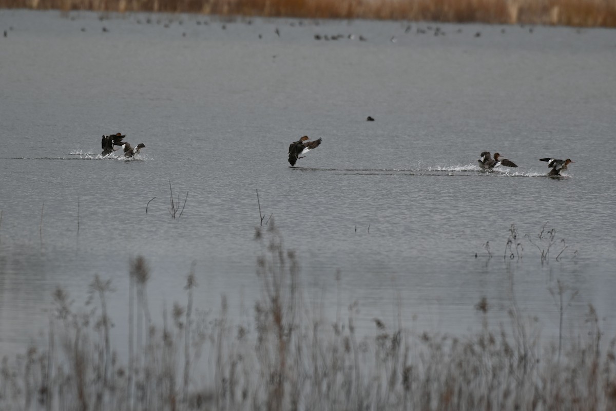 Red-breasted Merganser - ML616905337