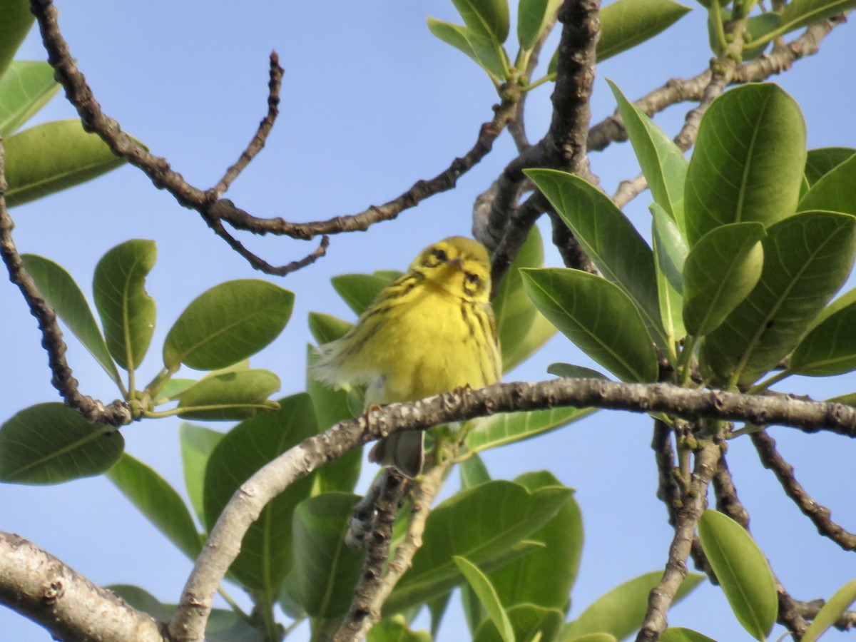 Prairie Warbler - Jessica Anne