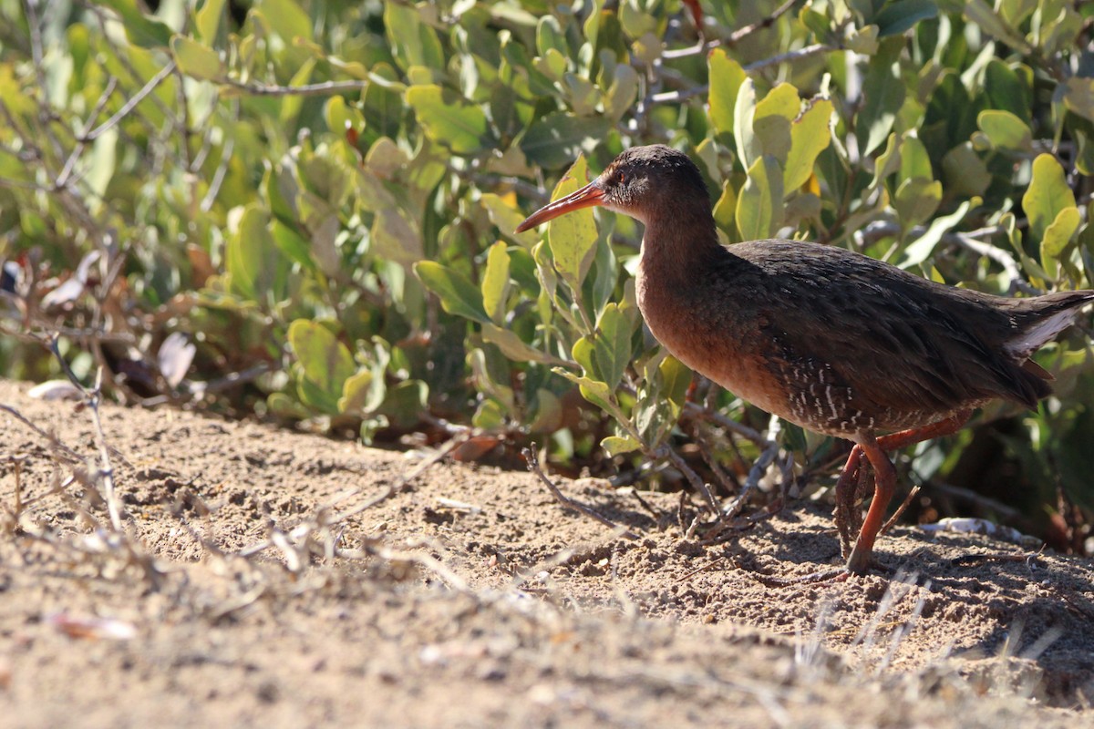 Ridgway's Rail - Alexandra Edwards