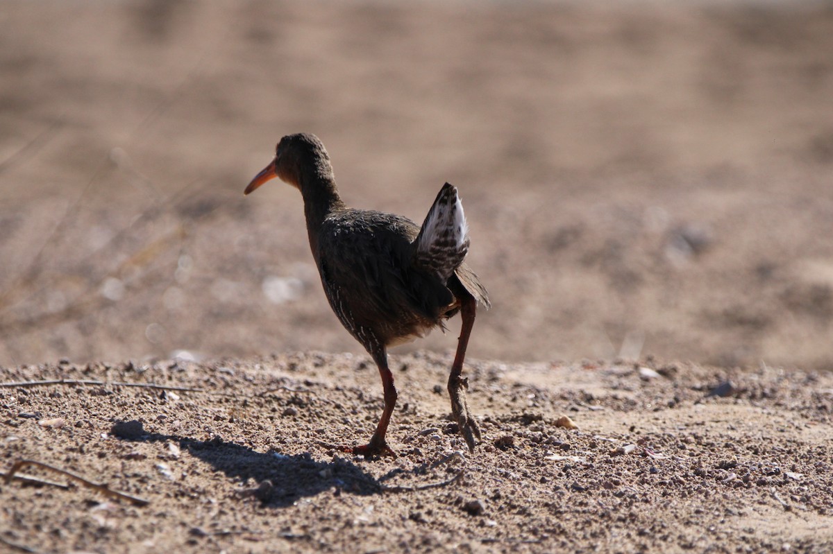 Ridgway's Rail - Alexandra Edwards