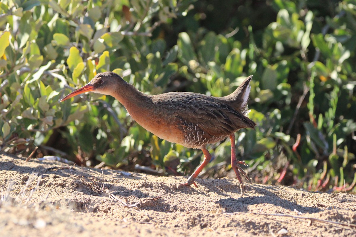 Ridgway's Rail - Alexandra Edwards