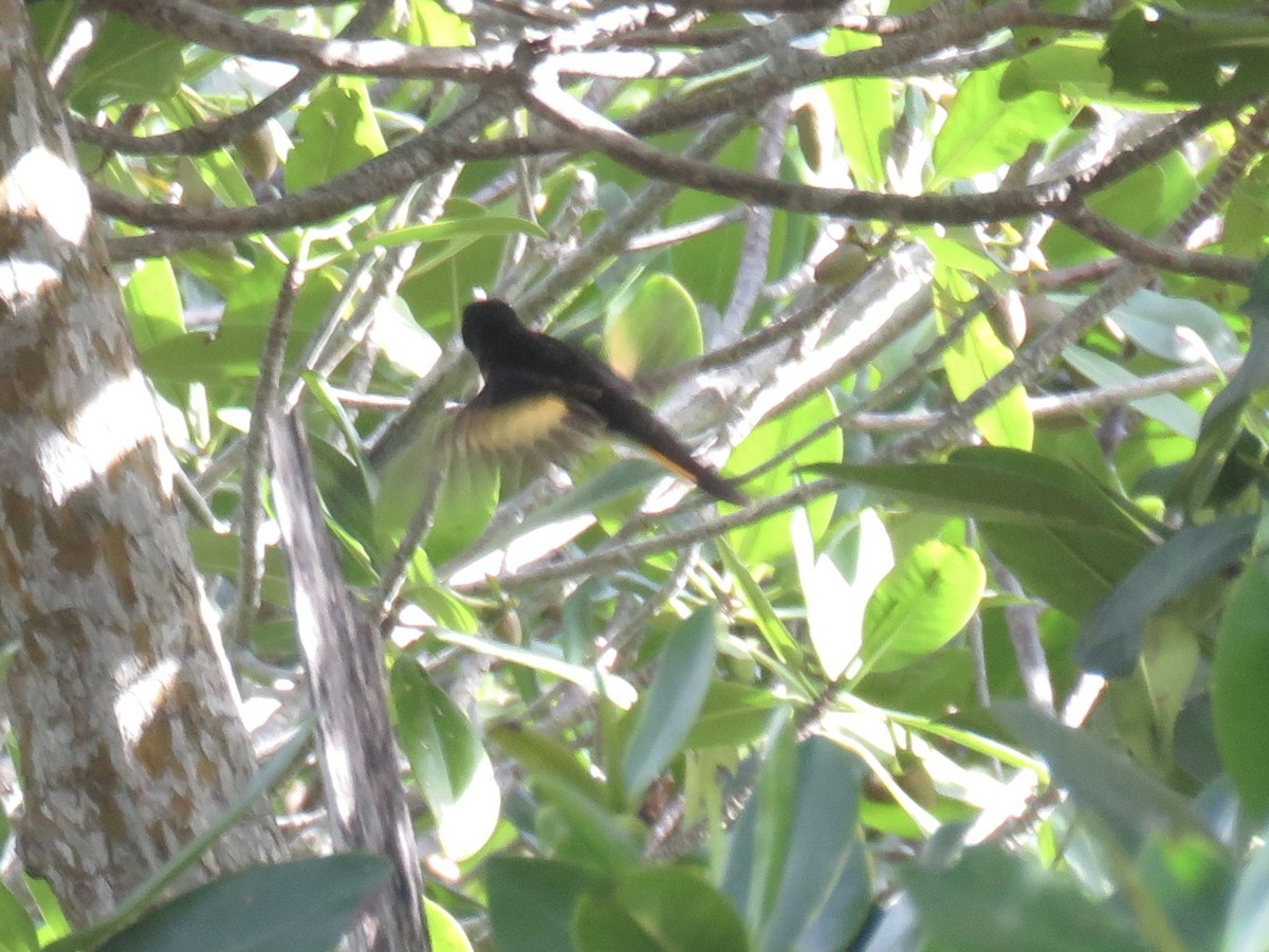 American Redstart - Jessica Anne