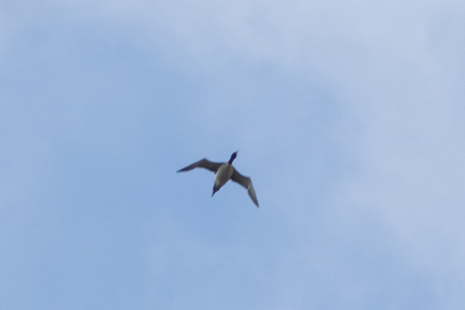 Common Loon - Sam Stuart