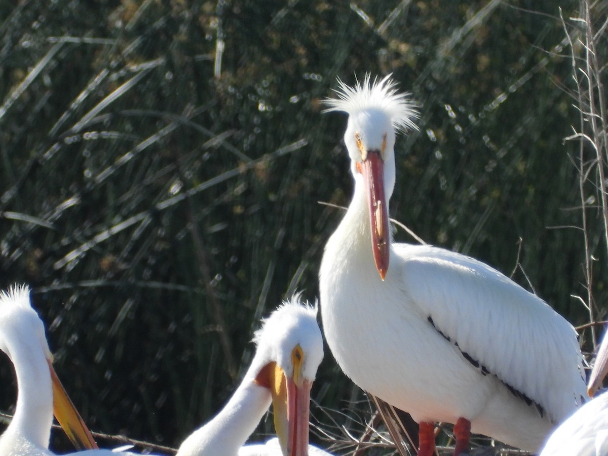 American White Pelican - ML616905453