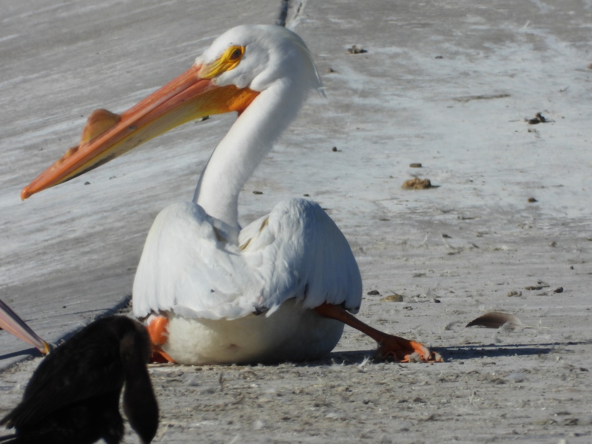 American White Pelican - ML616905487