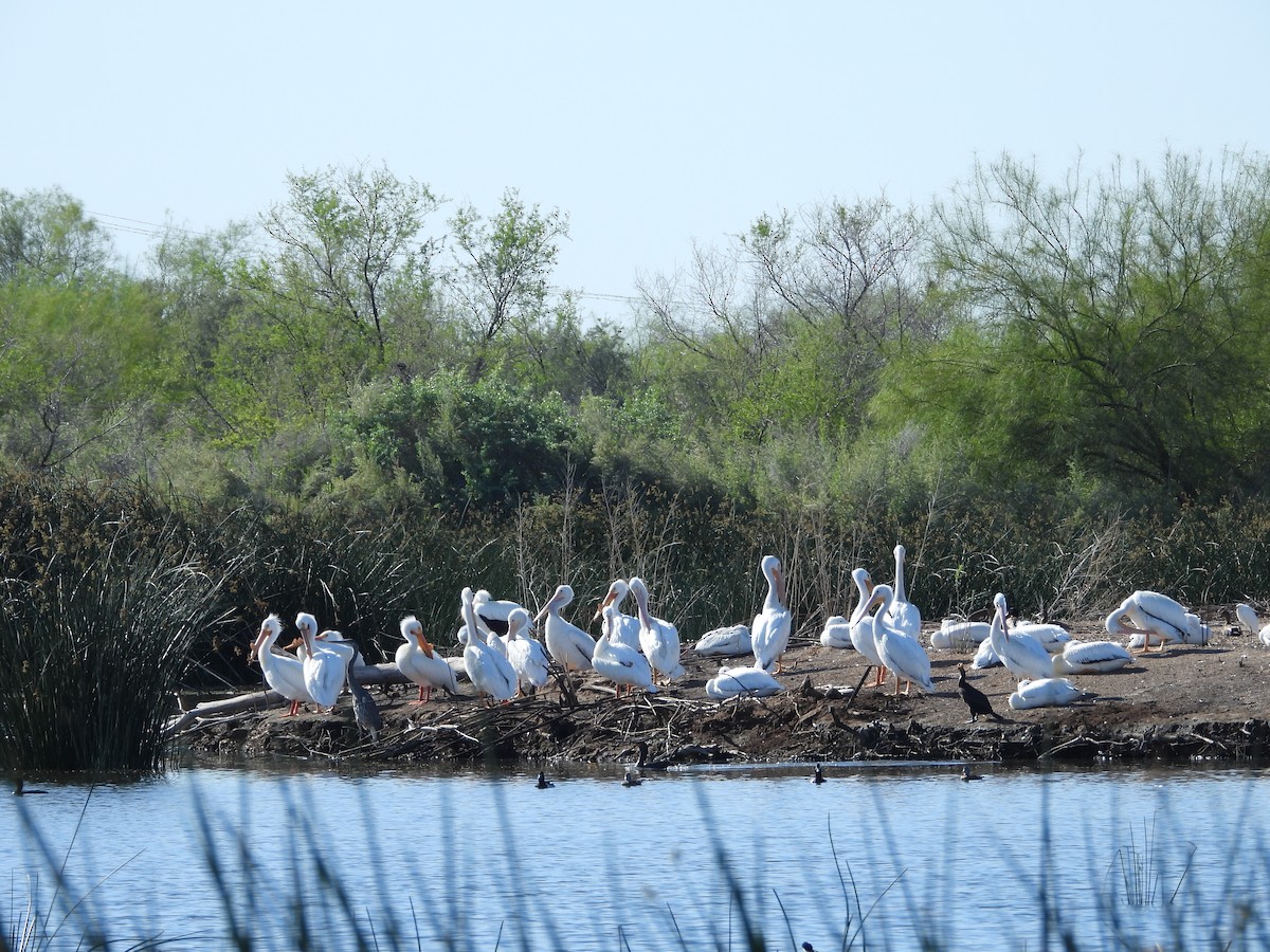 American White Pelican - ML616905489