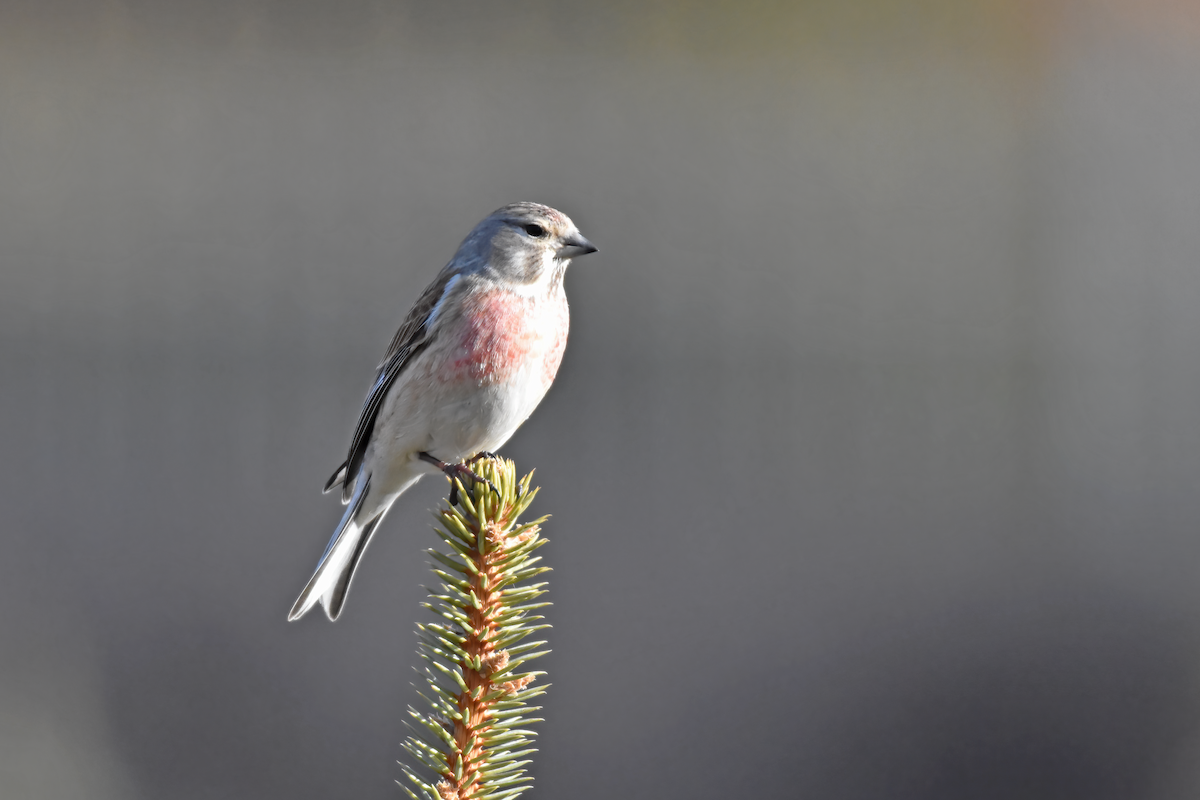 Eurasian Linnet - ML616905519