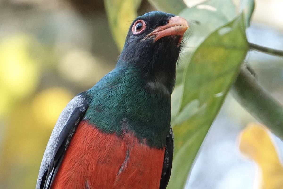 Slaty-tailed Trogon - ML616905526