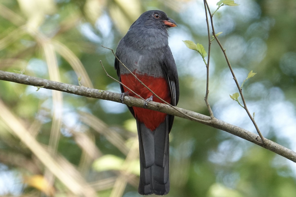 Slaty-tailed Trogon - ML616905527