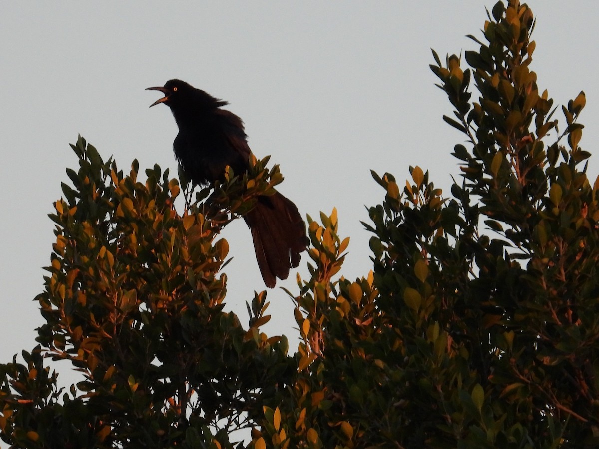 Great-tailed Grackle - ML616905529