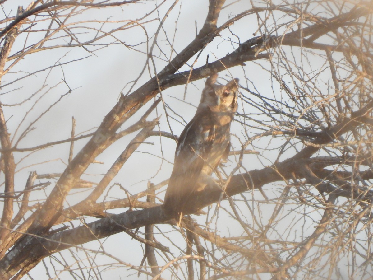 Verreaux's Eagle-Owl - Bev Agler