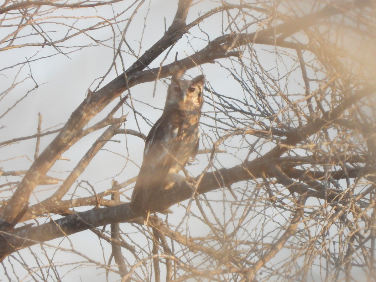 Verreaux's Eagle-Owl - Bev Agler