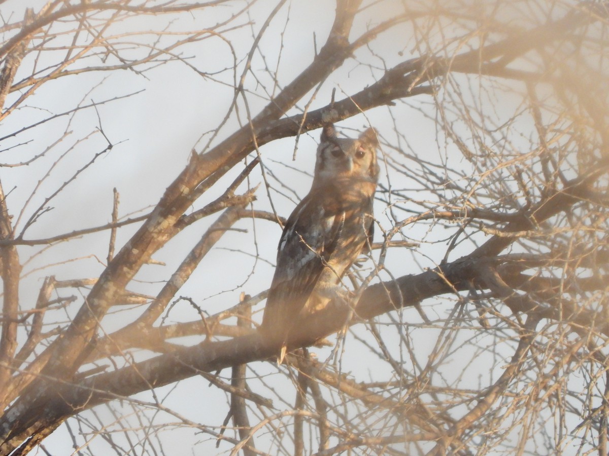 Verreaux's Eagle-Owl - ML616905568