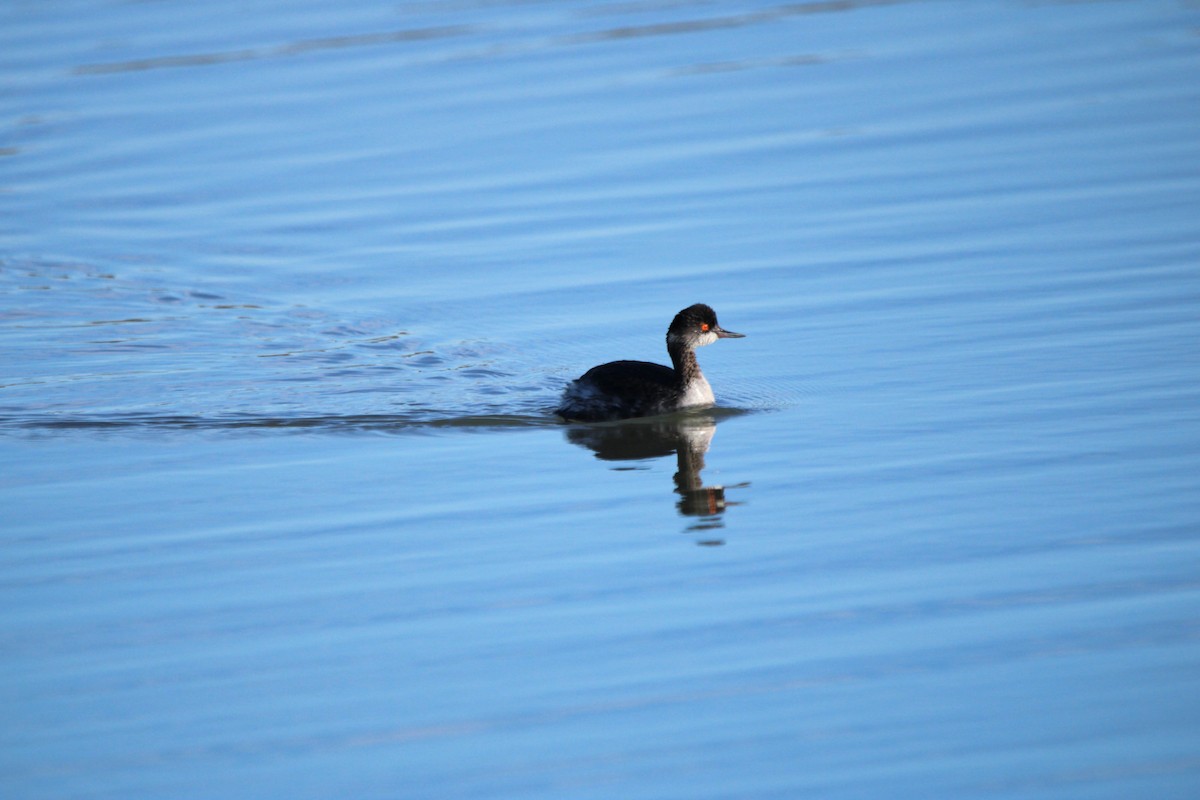 Eared Grebe - Alexandra Edwards