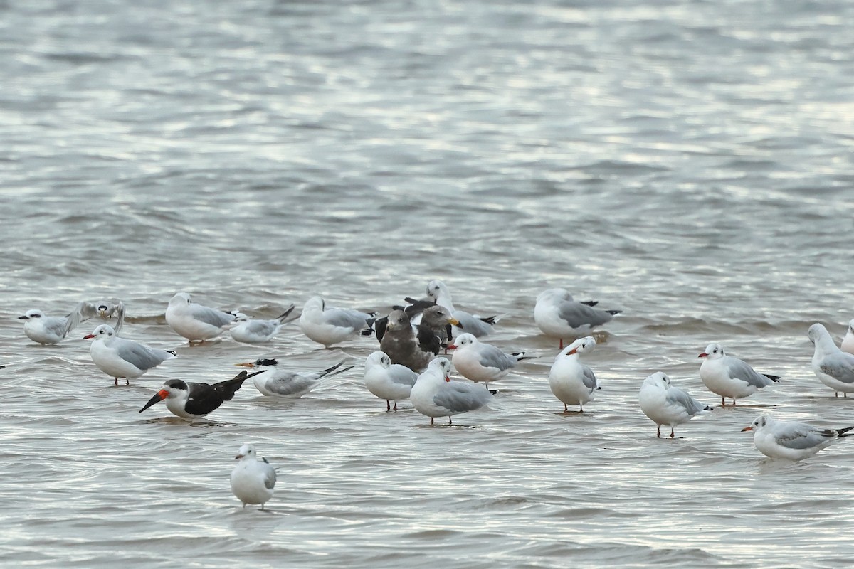 Olrog's Gull - Serge Rivard