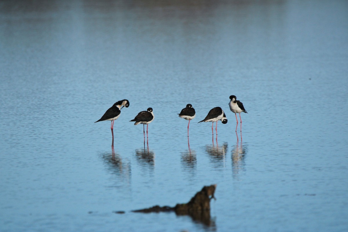 Black-necked Stilt - Alexandra Edwards