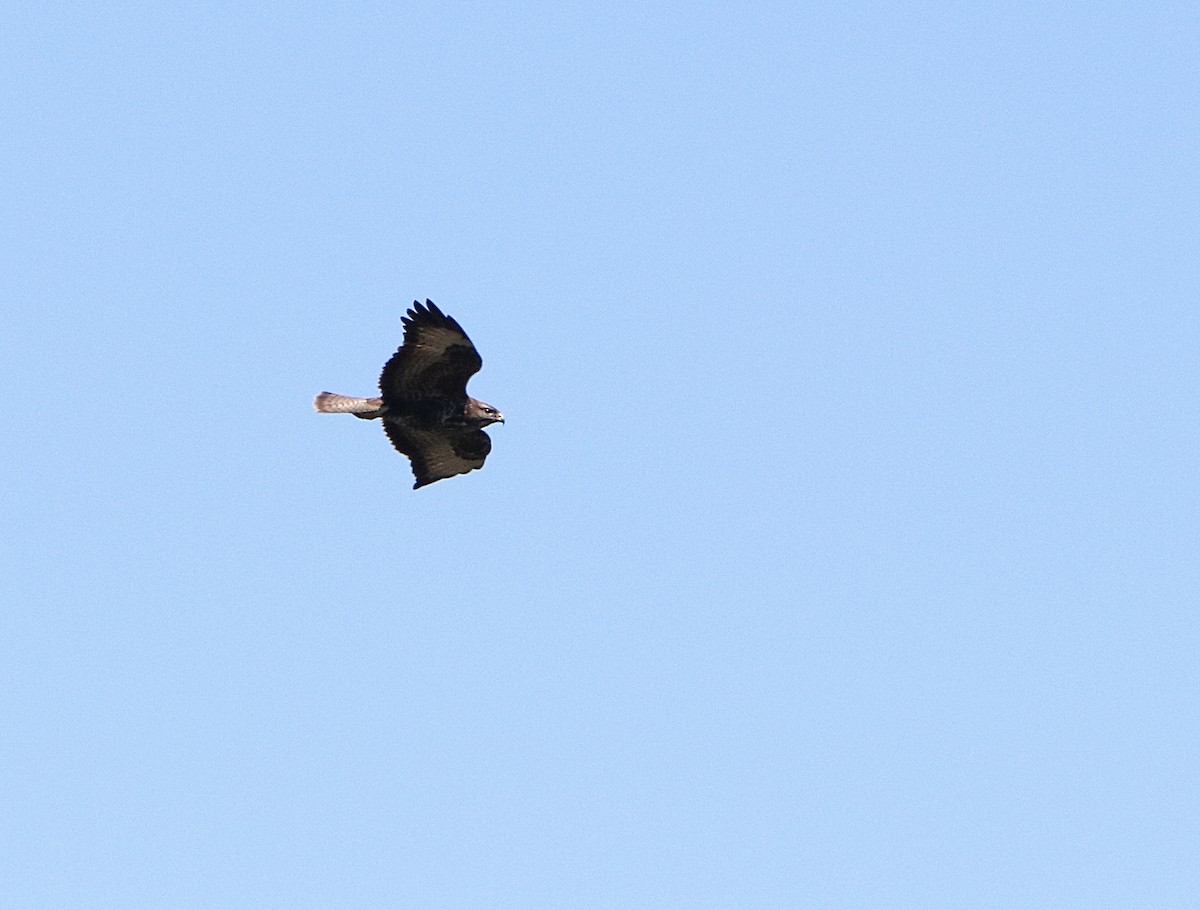 Common Buzzard - ML616905633