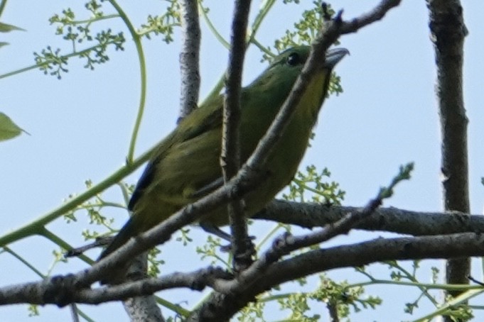 Green Shrike-Vireo - ML616905676