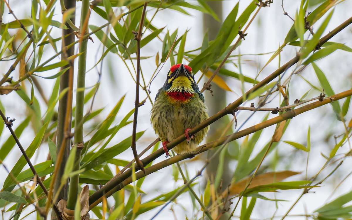 Coppersmith Barbet - ML616905692