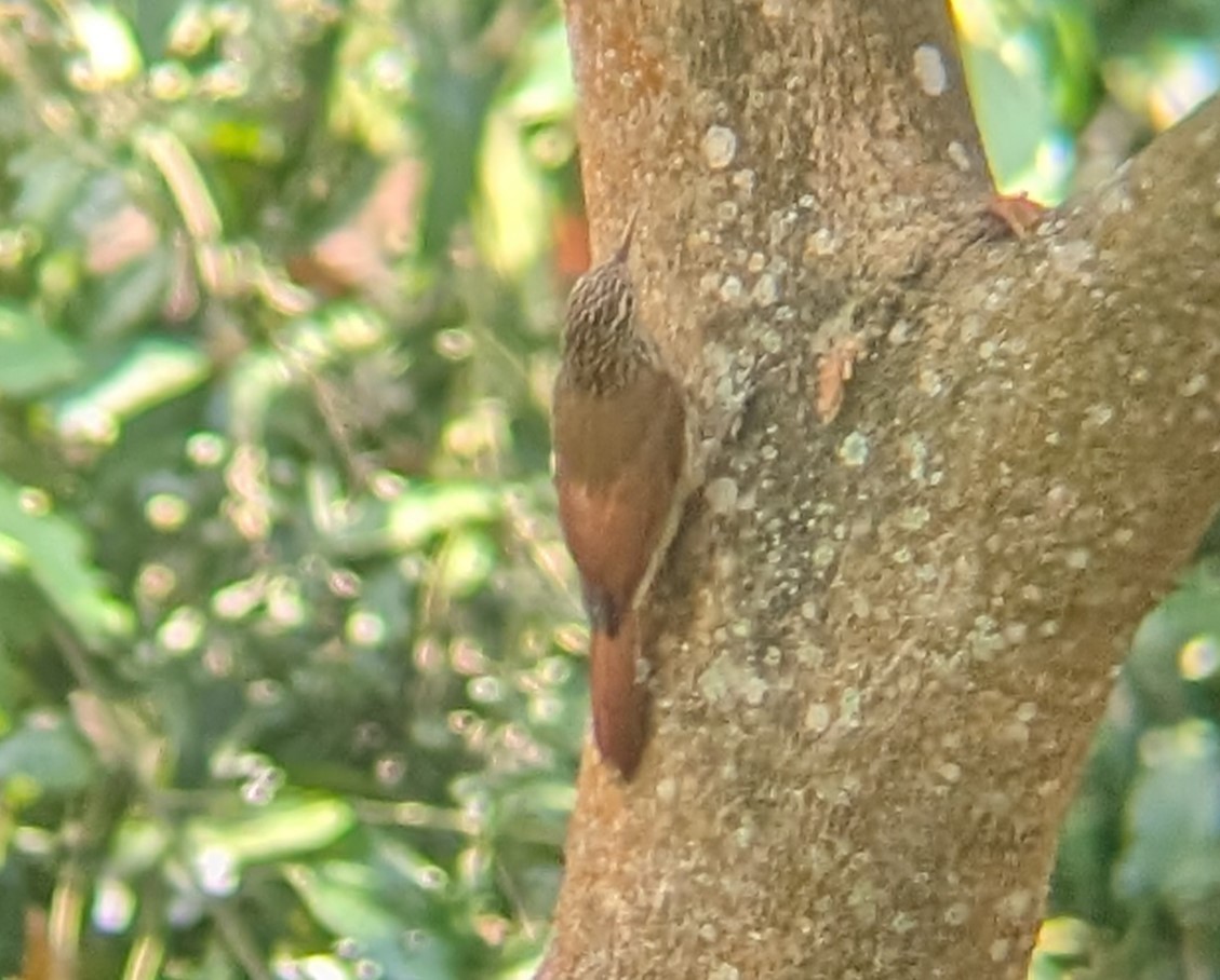 Streak-headed Woodcreeper - ML616905723