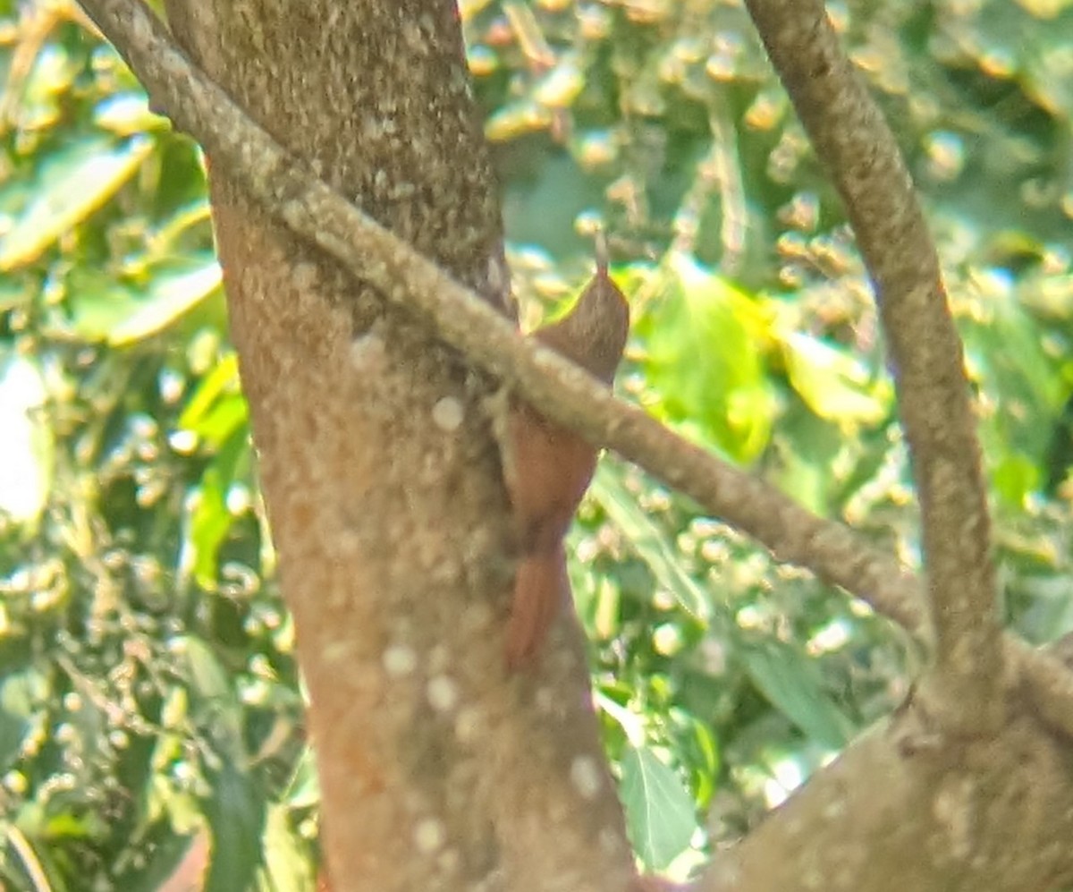 Streak-headed Woodcreeper - ML616905731