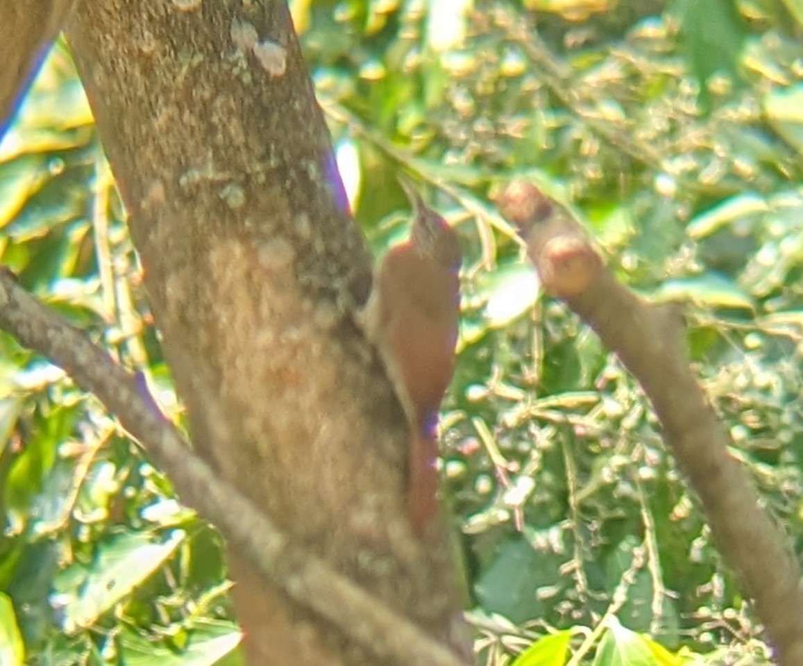 Streak-headed Woodcreeper - ML616905734