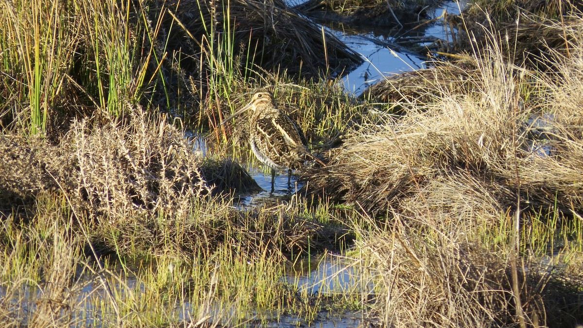 Wilson's Snipe - ML616905756