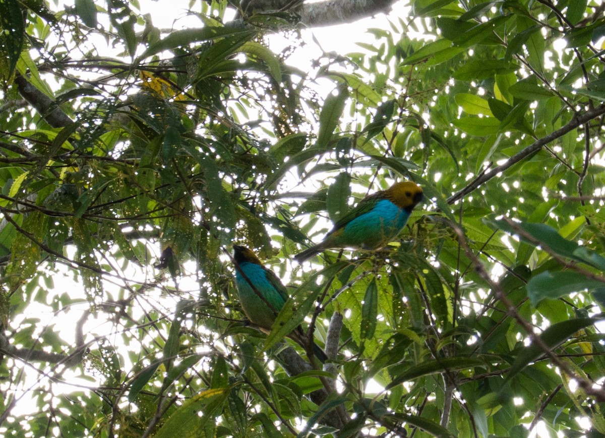 Gilt-edged Tanager - ML616905780