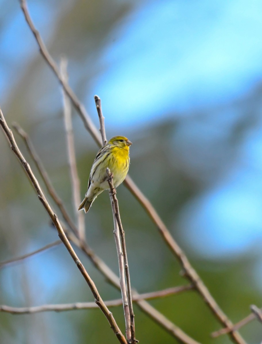 European Serin - ML616905788