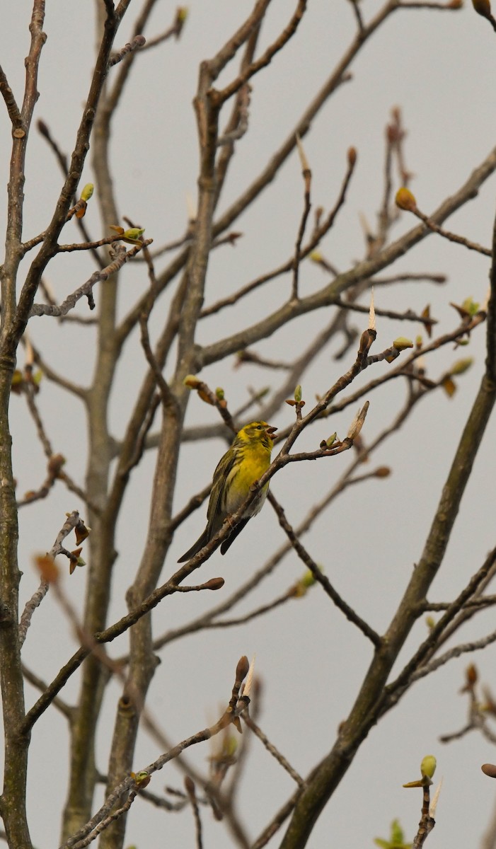 European Serin - ML616905789