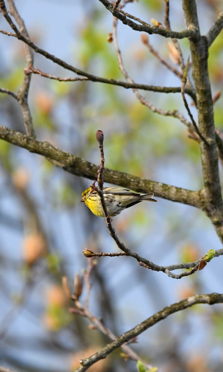 European Serin - ML616905790