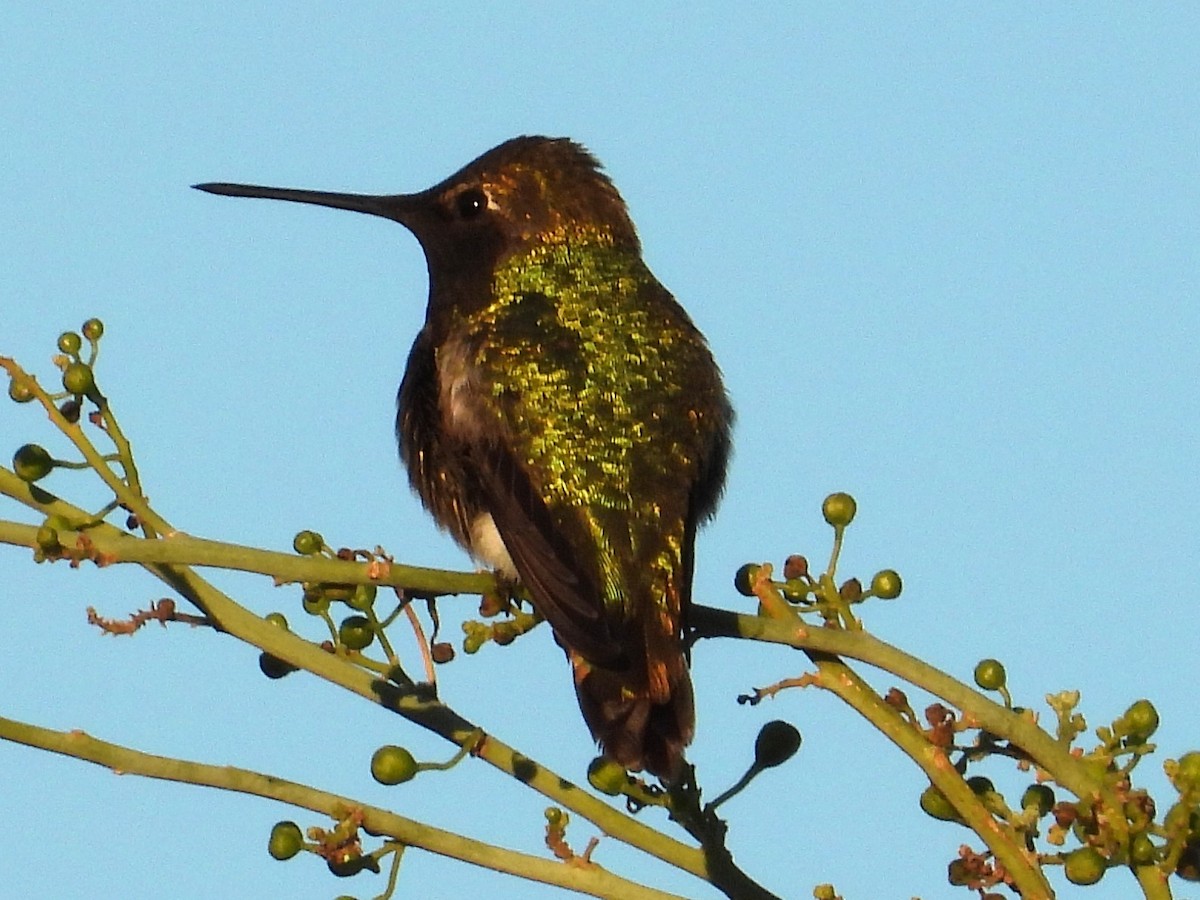 Anna's Hummingbird - ML616905807