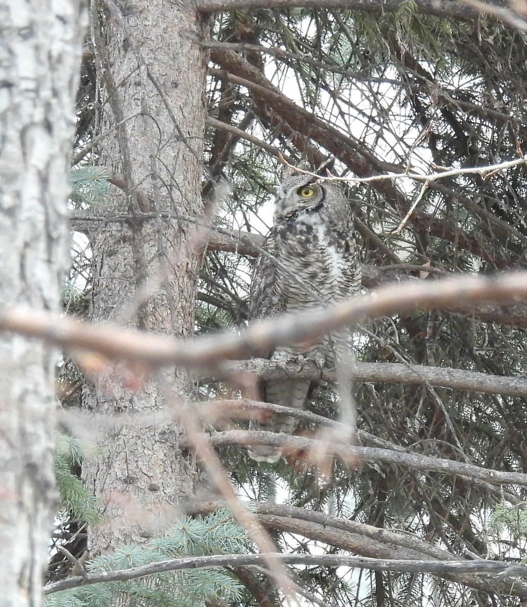 Great Horned Owl - ML616905816